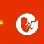 BitLife Simulator